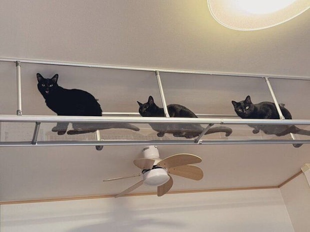 あんずちゃんの後ろに続く同居猫たち