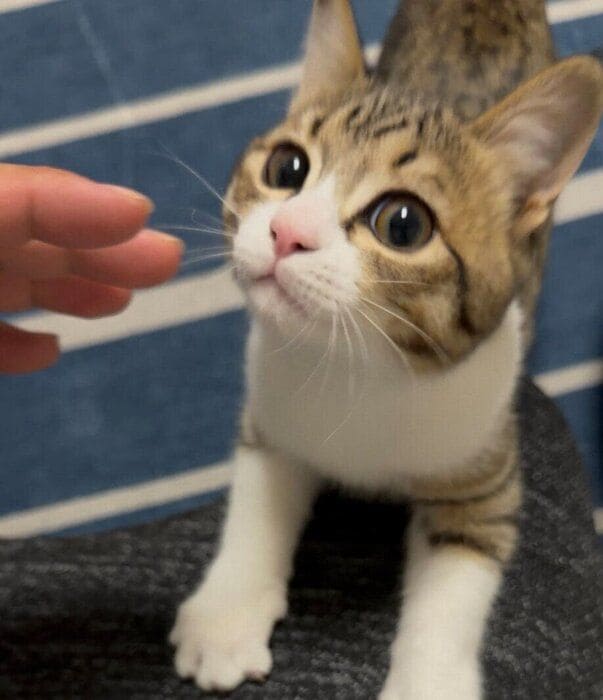 「きゅるきゅるおめめ」なラオくん