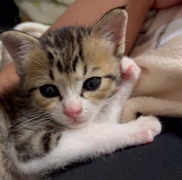 お迎えしたばかりのころのラオくん