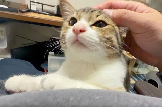 飼い主さんに甘えるラオくん