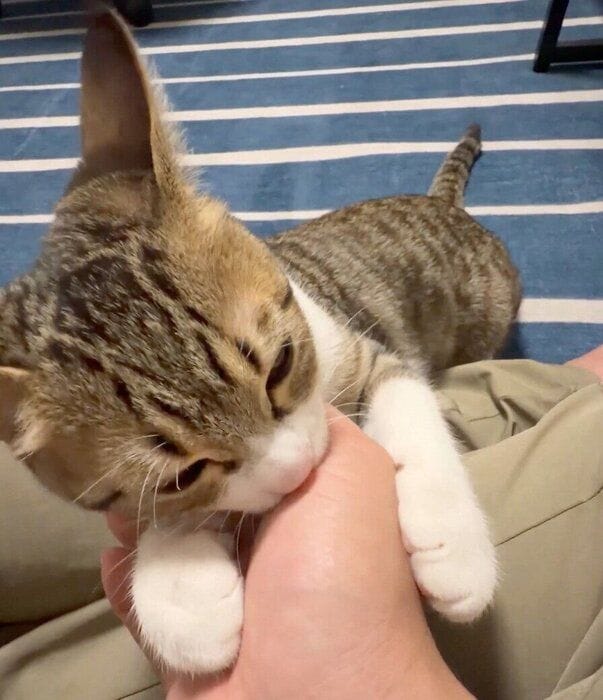 飼い主さんの手をチュパチュパ吸うラオくん