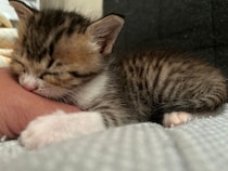 カラスの声で引き返し保護した子猫→4カ月後、飼い主の手を“チュパチュパ”吸う甘えん坊に