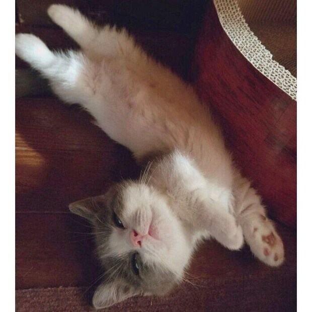 無防備に眠るくう太くん。