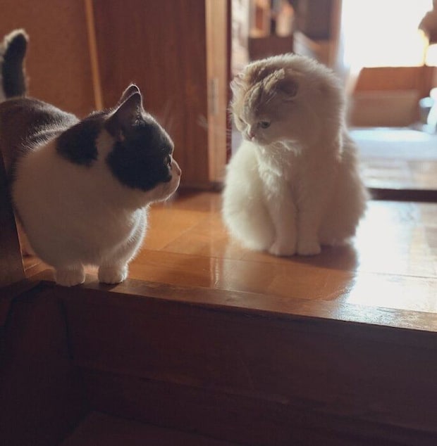 《写真左から》くう太くん、後輩猫・水玉ちゃん（取材当時4才／スコティッシュフォールド）。