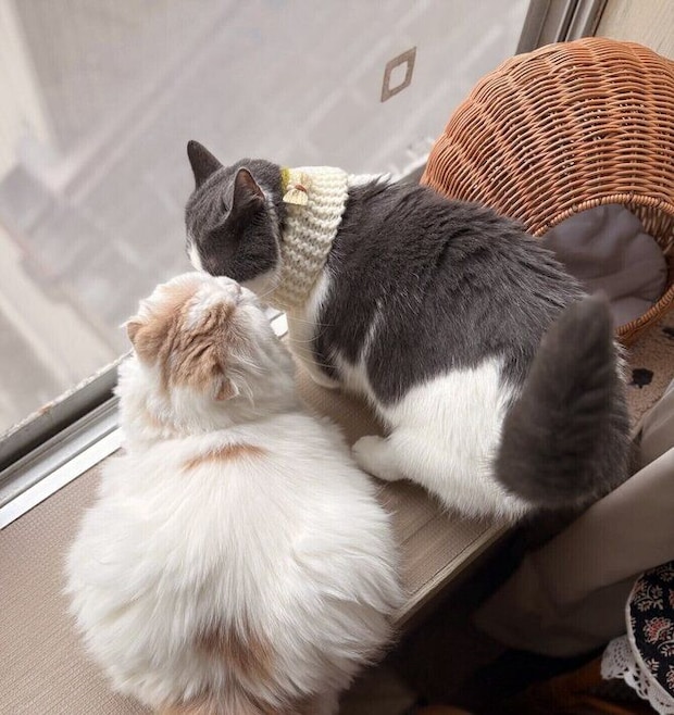 「ときどき仲良し」と、飼い主さん。