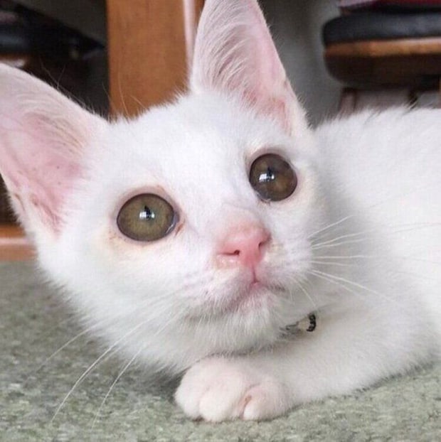 子猫時代のリリーちゃん