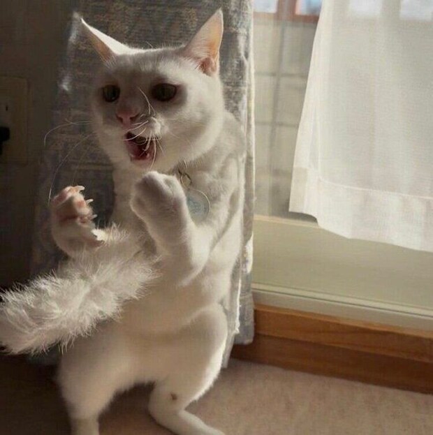 「かかってこい！」というような格好になるリリーちゃん