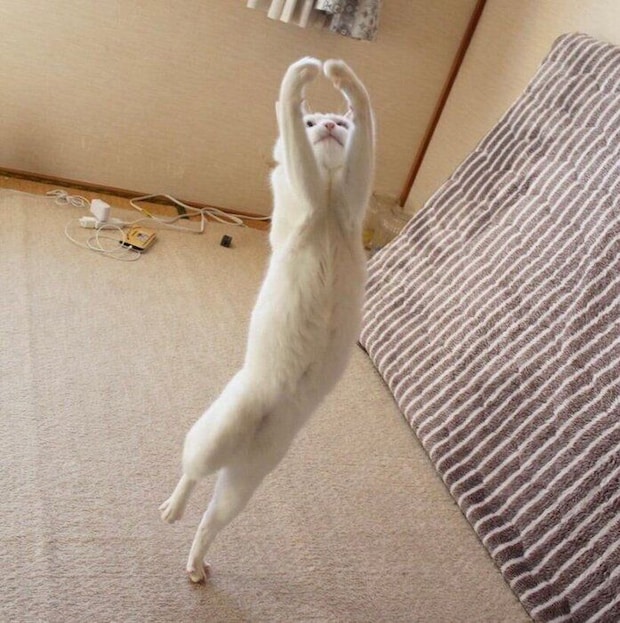 バレリーナのように舞うリリーちゃん