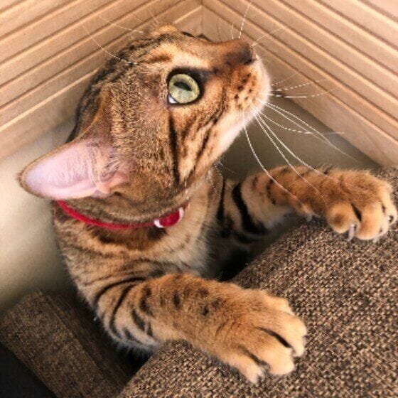 穴に落ちるベンガル