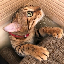 ジャンプに失敗する猫も!?　飼い主さんが見た愛猫の「失敗」を調査