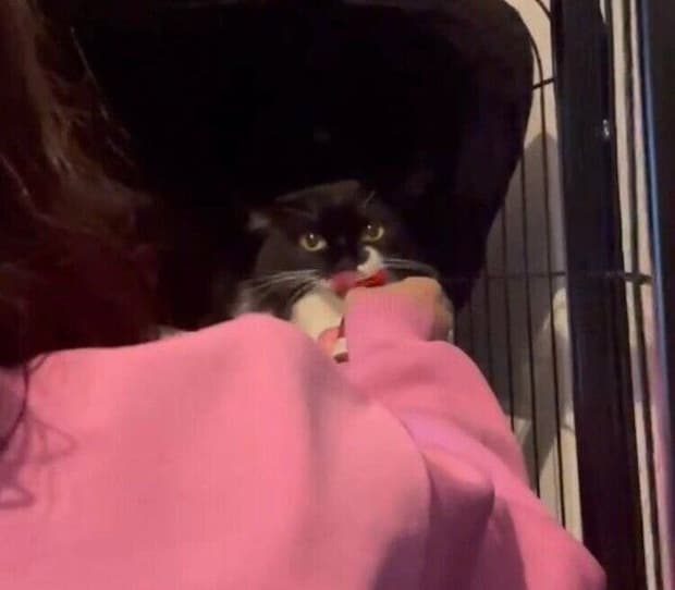 ブラウニーちゃんと初対面したときの様子