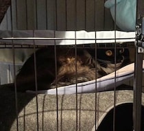 「床にごろーんとしてる姿が見たい」と迎えた2才の保護猫→初日はケージから出なかったコの“激変ぶり”にほっこり！