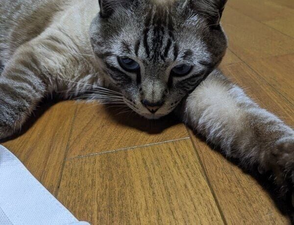 床暖房でぬくぬくのしらすくん