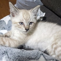 白っぽい子猫を保護→2年後は“しましま模様”がくっきり！　別猫級の変化＆甘えん坊なコに成長