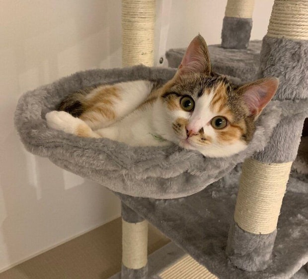 子猫時代のコムギちゃん