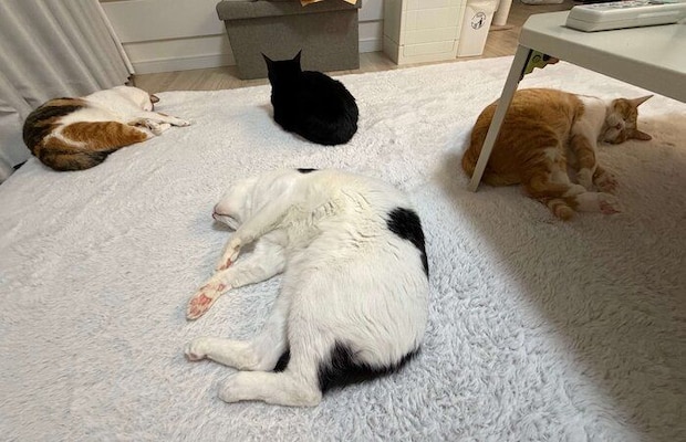 ゴロゴロする4匹