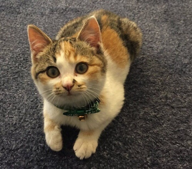 子猫時代のコムギちゃん