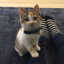 まんまるな目で見つめてくる保護子猫→7年後、夫婦以外には姿を見せない“もちふわなツンデレ姫”に成長！