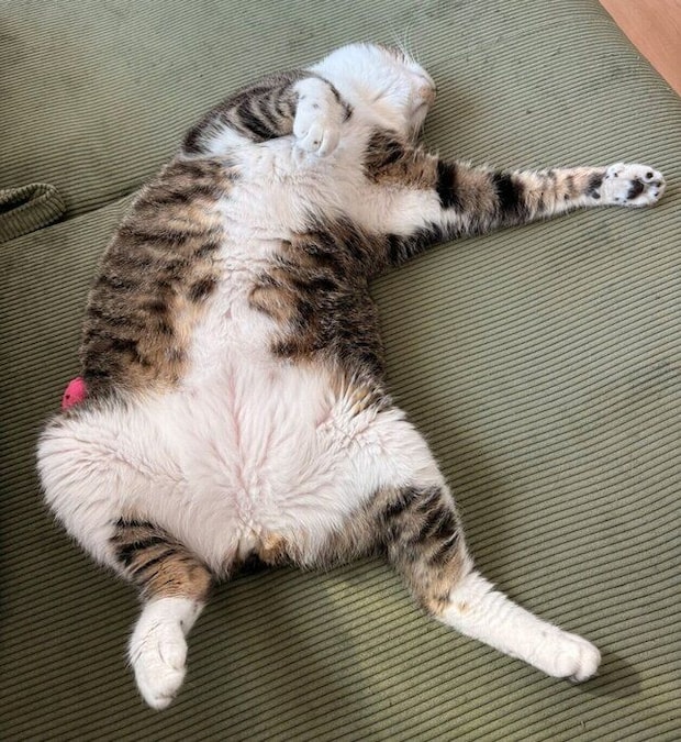 電池切れ状態の金時くん