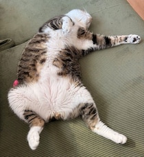 見た目はどっしり、中身はビビり！　同居猫と遊んで“電池切れ”した猫の大胆ヘソ天姿がゆるすぎてほっこり