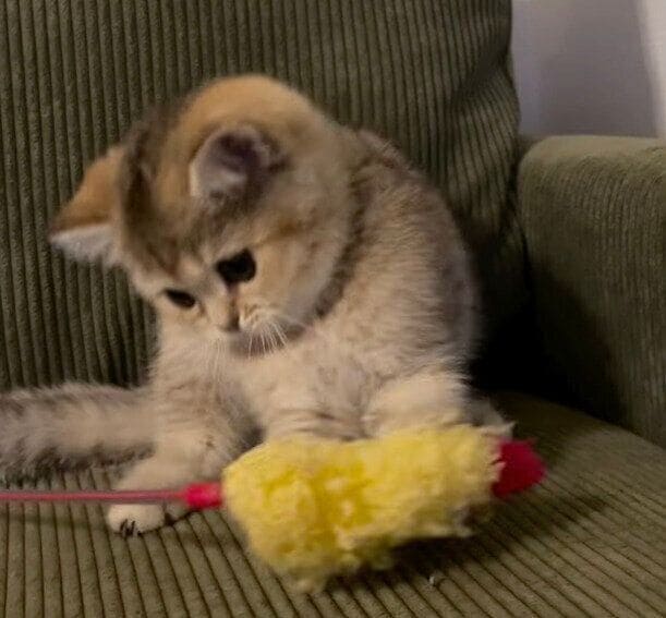 楽しそうに遊ぶべべくん