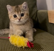 “ひとり遊び”が上手すぎるあどけない子猫→1カ月後、“ヘソ天”で寝落ちするほどの甘えん坊っぷりが愛おしい！