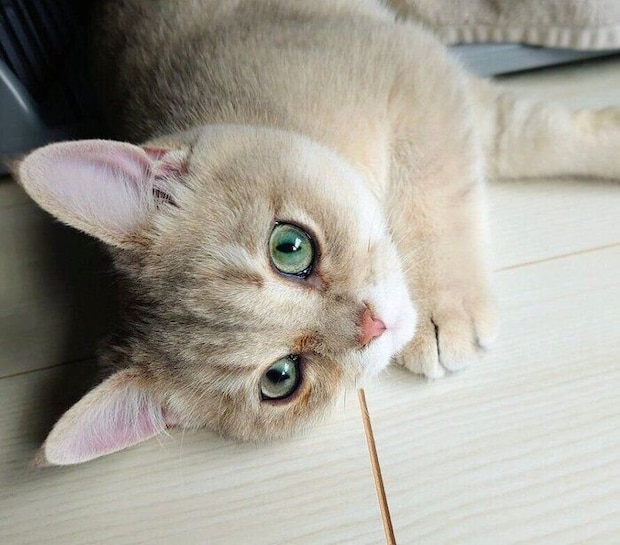 生後6カ月のおでんくん