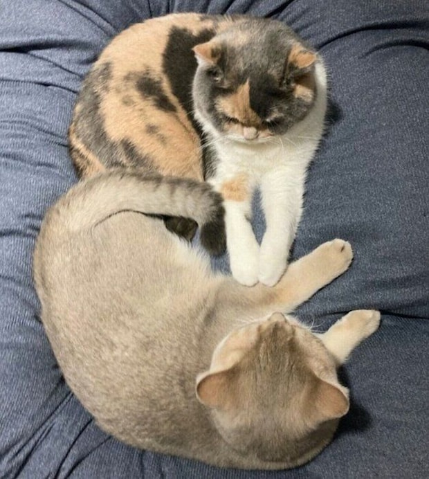 仲良くまったり中の2匹