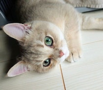 ケージから“ひょっこり”顔を出していたあどけない子猫→5カ月後、まんまるに成長！　人懐っこい素顔にほっこり