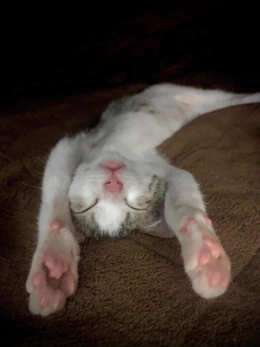 仰向けに寝る子猫