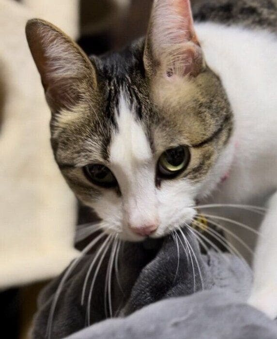 毛布を咥える猫