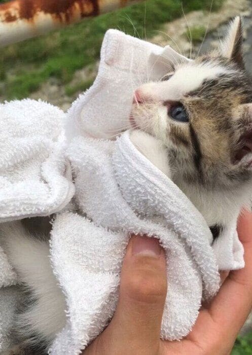 推定生後1カ月の子猫