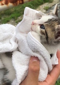 カビだらけで弱っていた子猫を保護し4年が経過→“美猫”のまま成長し、幸せそうな表情で眠る姿にほっこり！