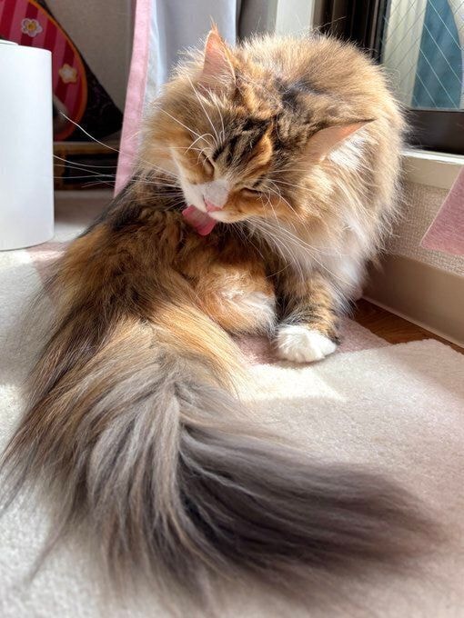 毛づくろいをするサイべリアン