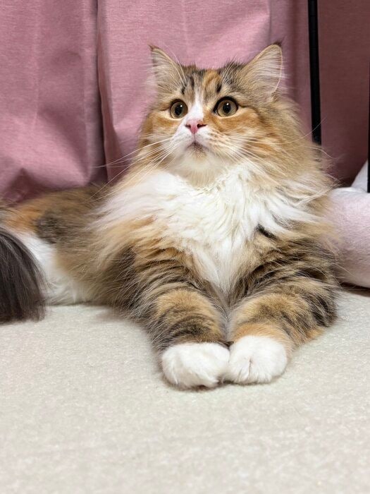 前足を揃えているサイべリアン