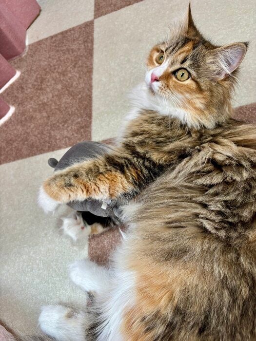 生後9カ月のサイべリアン