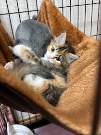 「可愛らしくやんちゃな印象」だった子猫→1才になった現在は「優しいお姉さん」のようなコに成長！