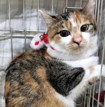 抱っこはNGだけど「おしりトントン」は大好き！　警戒心が強い保護子猫をお迎えして2年、少しずつ心を開く姿が愛おしい