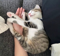 ソファで寝落ちしていた“天使”のような保護子猫→2年後、“ツンデレ王様”の凛々しい姿に成長！