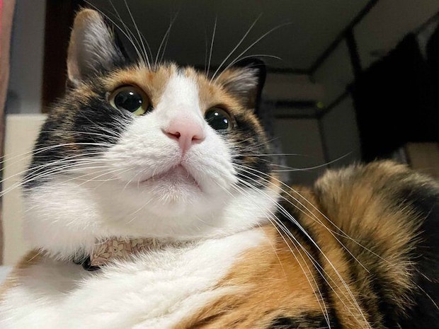 上の方を見る猫