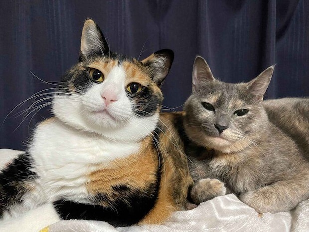 仲良くくっつく2匹の猫