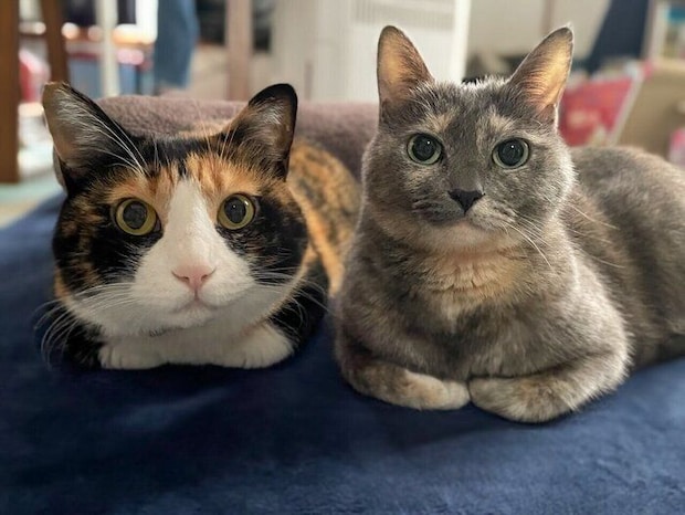 くつろいでいる2匹の猫