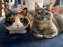 仲良く並んで暖を取る2匹の猫　満足そうな表情でくつろぐ姿に約6.1万の「いいね」が付き大きな話題に！