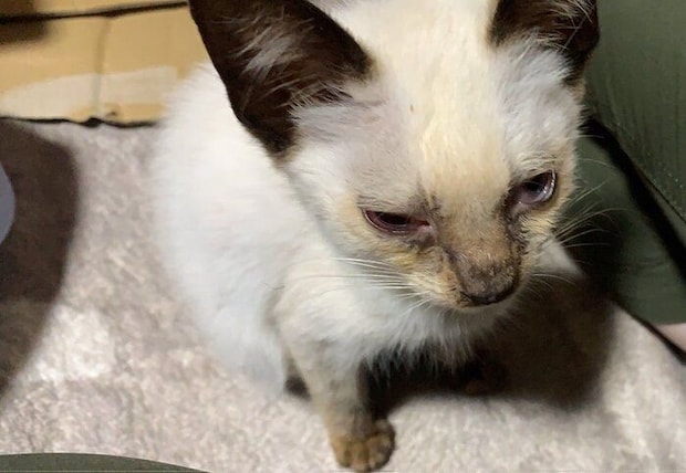 生後3カ月のころのジジちゃん