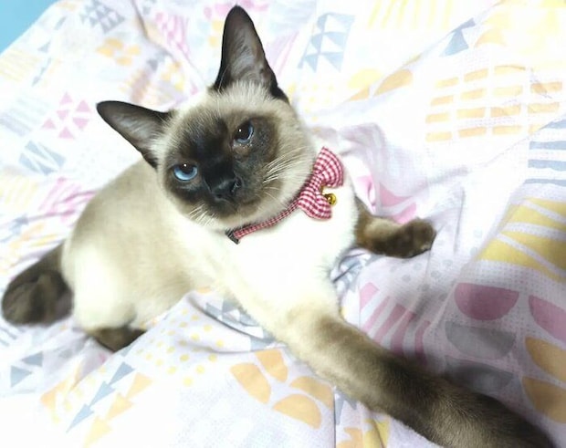 まったりするジジちゃん