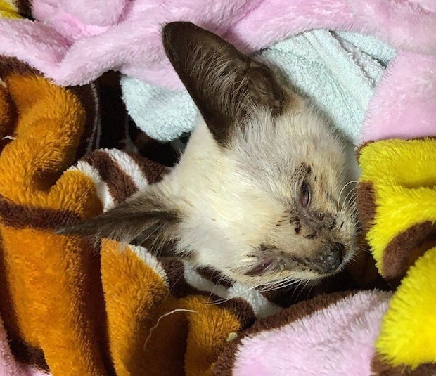 保護当日のジジちゃん