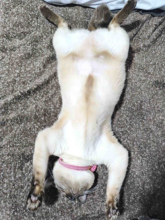 ヘソ天するジジちゃん