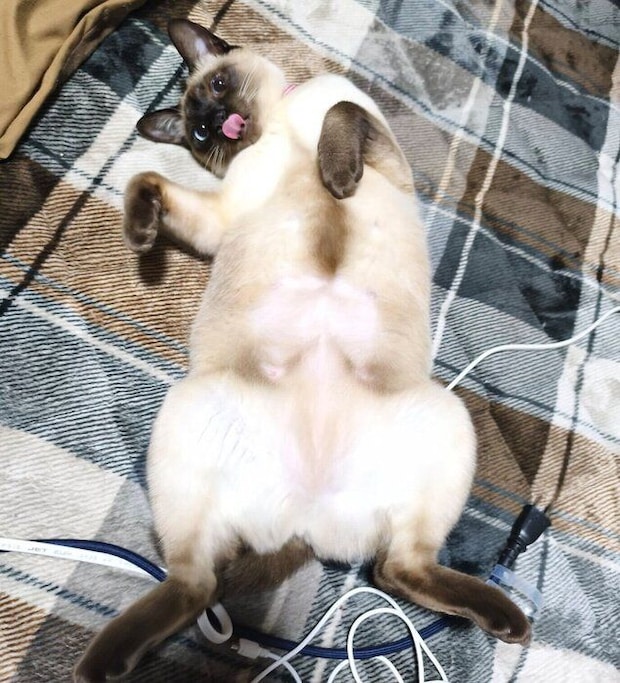 寝転がるジジちゃん