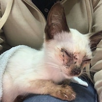 体も顔もボロボロだった保護子猫→1年半後、こんがりな見た目の“わがままお嬢様”に成長！