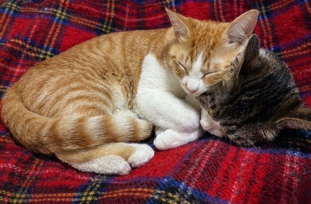 寄り添いながら眠るのんちゃんとなーちゃん